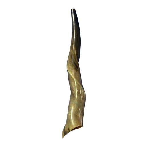 Eland Yemenite Shofar - Genuine Antelope Horn - Around 20" long - Judaica Trumpet Kosher-made Eland antelope horn shofar Eland Horn Trumpet