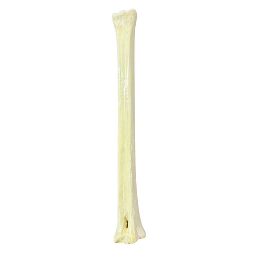 Real Giraffe Leg Bone About 24" long - Polished Giraffe Leg Bone