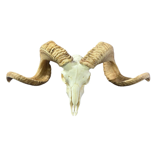 Real Ram Skull - Merino Ram Skull - Size: 21"X13X7" Sheep Skull Horns Wall Art Antler Cowboy Gift, Western Decor, 28" and 29" horns