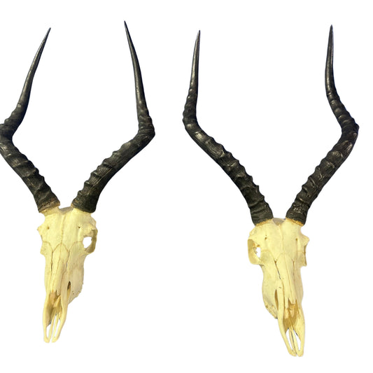 Set of Impala Skulls - 2 Genuine Impala Skulls - 2 African Antelope Cranium