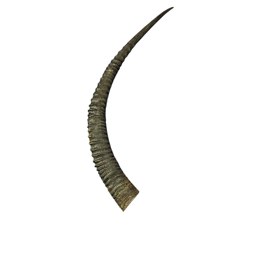 Sable Horn - Real Horn Arts and Crafts Real Horns Real Deer Antlers Real Animal Horns for costumes Sable Antelope Horn 35" horn for shofar