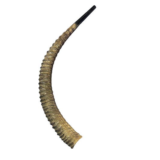 Yemenite Sable Shofar XXXL (38" around curve) Genuine Antelope Horn Judaica Trumpet Kosher-made African antelope horn shofar Yemenite Shofar