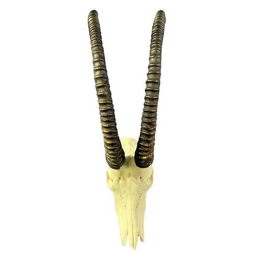 Big Sable Skull 39"- Deer Skull - Real African Antelope Horns & skull 39X20X16”