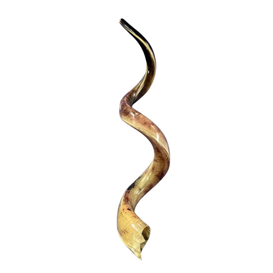 Kudu Yemenite Shofar XXL (47" around curls) Genuine Antelope Horn Judaica Trumpet Kosher-made Kudu antelope horn shofar Receive EXACT one!