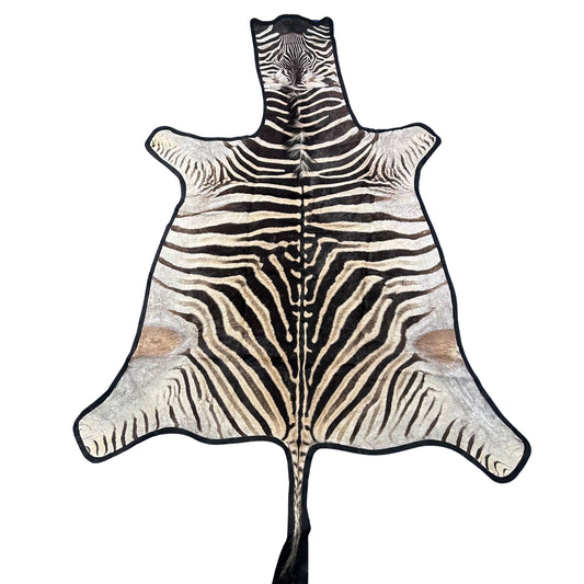 Zebra Skin Rug # 61 (felted/Tail is 31") Size: 8x6.2 feet