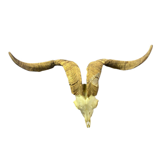 Real Angora Goat Skull – Big Ram Skull - Taxidermy Ram Horns, Rustic Wall Decor (30"X16X7")