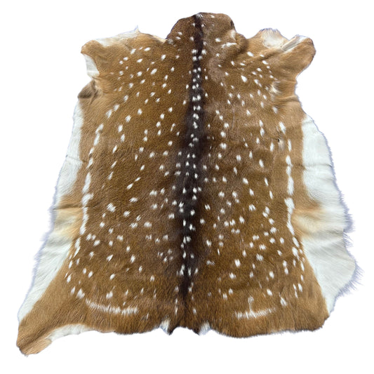 Top Grade Axis Deer Skin (1 little hole) Size: 41x36" Axis-769