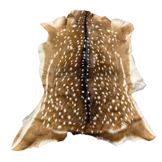 Axis Deer Skin (1 bald spot) Size: 43x38" Axis-782
