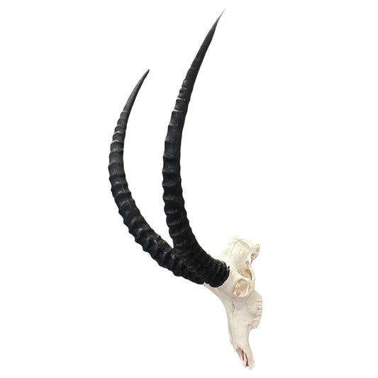 Big Sable Skull 37"- Deer Skull - Real African Antelope Horns & skull 42X18X15”