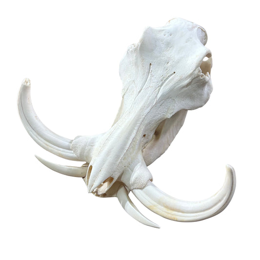 African Warthog Skull - Real Trophy Warthog Skull About 15 X 14 X9" - 11" tusks