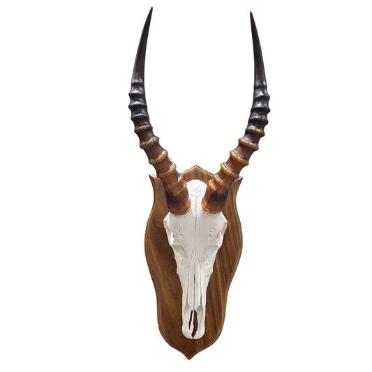 Deer Skull - Blesbok Skull on Shield, Real Antelope Skull - Blesbok Trophy Skull