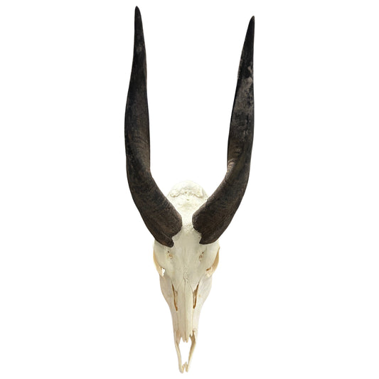 Real Bushbuck Skull - Approximate Size 18L X 6W X 10D" Wall Art Skull Bushbuck Skull Mount Gift, Skull Collector Rare Find (10" horns)