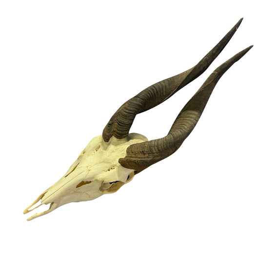 Real Bushbuck Skull - Approximate Size 18L X 4W X 9D" Wall Art Skull Bushbuck Skull Mount Gift, Skull Collector Rare Find (10" horns)