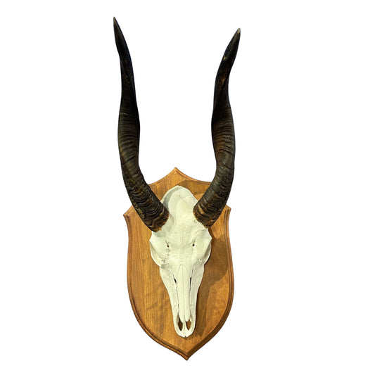 Real Bushbuck Skull - Approximate Size 19L X 7W X 9D" Wall Art Skull Bushbuck Skull Mount Man Cave Gift, Skull Collector Rare Find