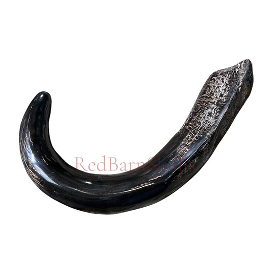 1 Cape Buffalo Shofar Kosher-Made Horn Shofar, Yemenite Judaica Shofar Medium