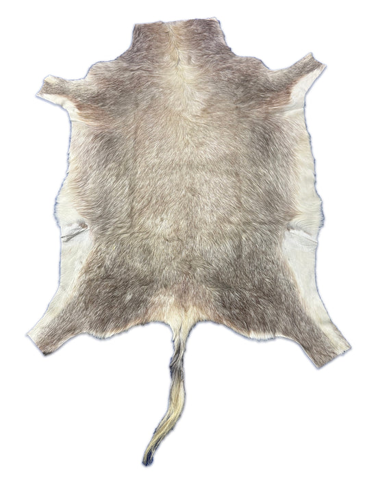 White Blesbok Antelope Skin Deer skin buck skin, African Antelope Buck Skin