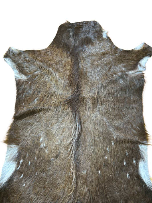 Bushbuck Skin Rug - Real Bushbuck Hide African Antelope Skin Size: 40x31" D-938