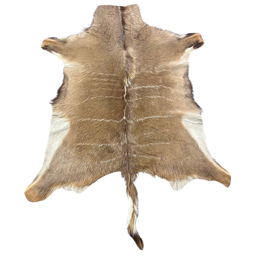 Kudu Skin Rug (Tail is 19") Real Greater Kudu Antelope Hide Size 63x54" D-963