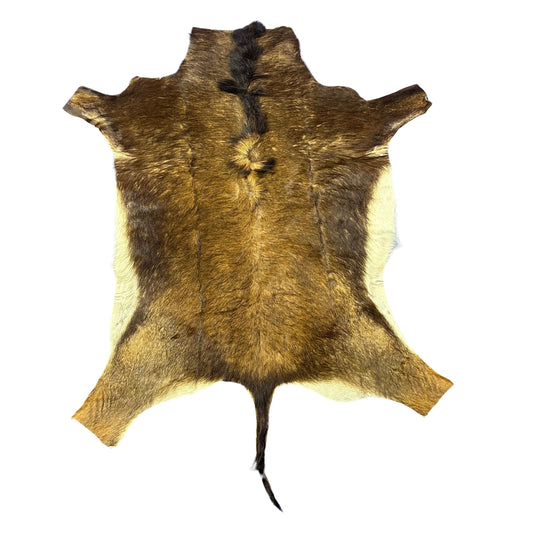 Sable Antelope Skin Rug (Tail is 14") Real Sable Antelope Hide Size 58x46" D-966
