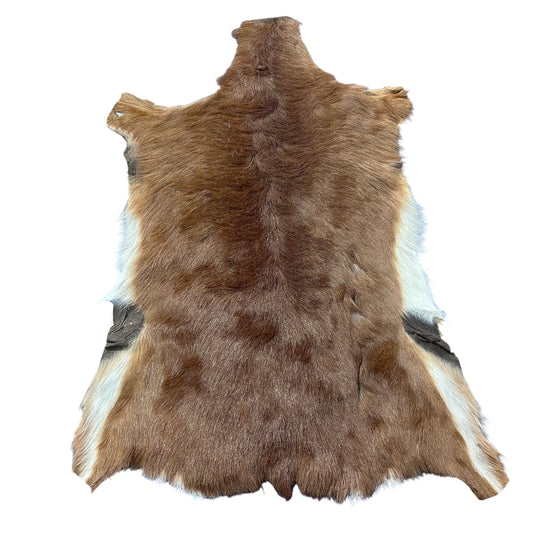Real Steenbuck Skin - Real African Steenbuck Hide D-974- Approx. Size: 24" x 20"