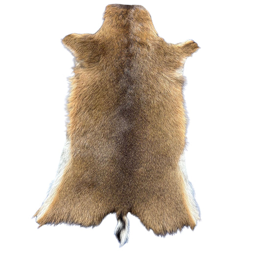 Real Duiker Skin - Real African Duiker Hide D-975- Approx. Size: 29" x 18"