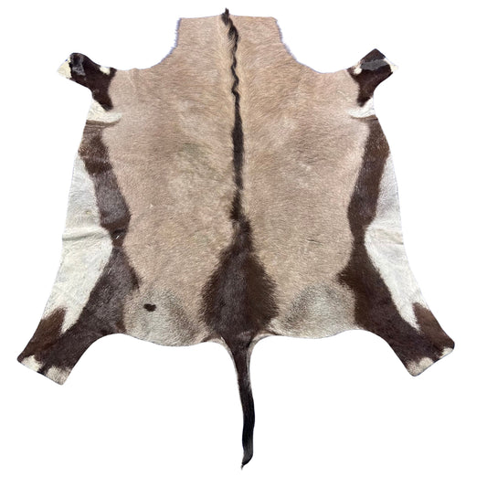 Gemsbok Skin Rug (Tail is 15"/no tail tip hair) Size: 58x56" D-977