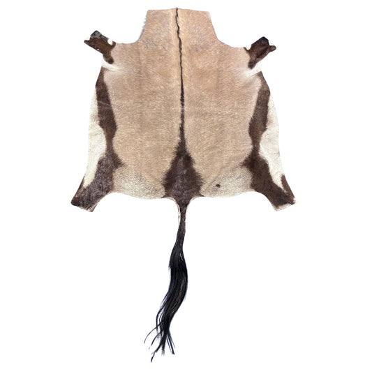 Gemsbok Skin Rug (Tail is 36") Size: 61x56" D-979