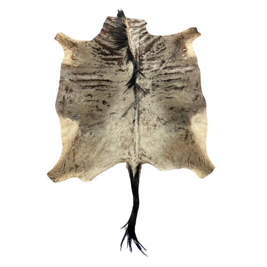 Blue Wildebeest Hide (26"tail) Stiff! Bald Line Down the Middle Size: 5x4 ft D-989