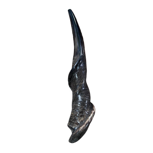Eland Yemenite Shofar - Genuine Antelope Horn - Around 22" long - Judaica Trumpet Kosher-made Eland antelope horn shofar Eland Horn Trumpet
