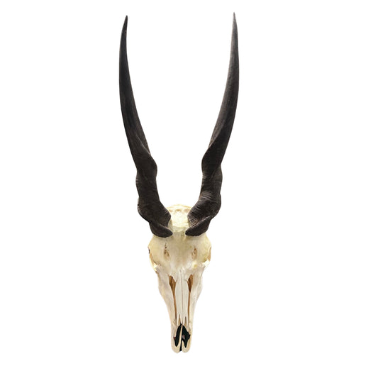 Eland Skull - Real Antelope Skull - Approximate Size: 39LX13WX9”D Real Wall Art Skull for Man Cave Genuine Taxidermy Mount for Decoration