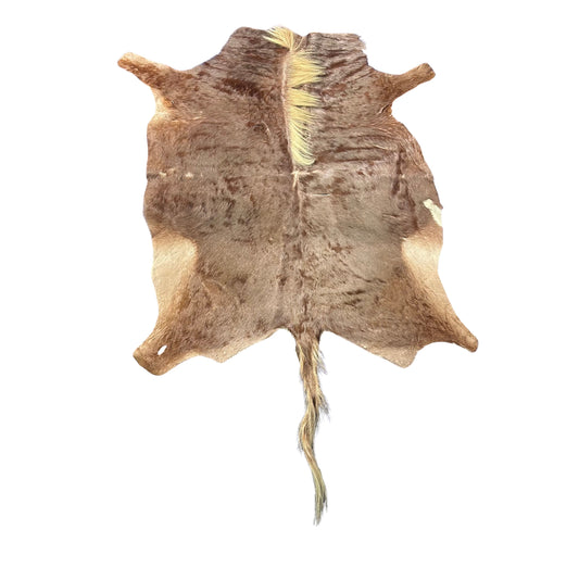 Golden Wildebeest Skin B Grade (holes and a bit stiff/Tail is 26") Size: 5x4 feet F-002