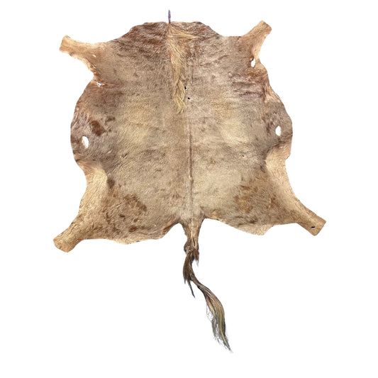 Golden Wildebeest Skin (holes and a bit stiff/Tail is 29") Size: 4.5x4.5 feet F-004