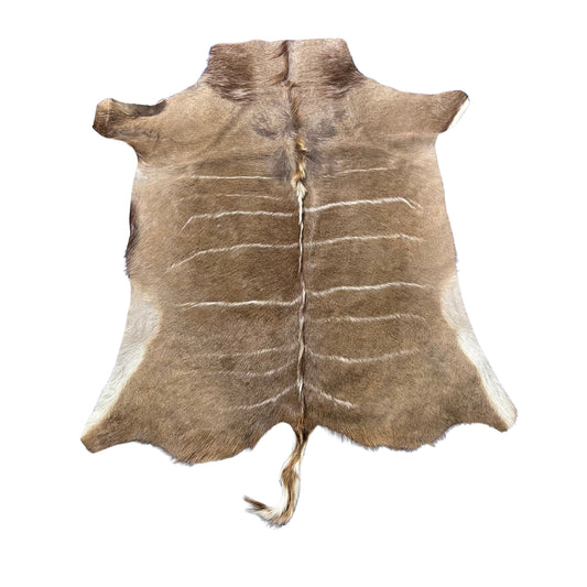 Gorgeous Kudu Skin (bald in neck/Tail is 12") Size: 66x61" F-011