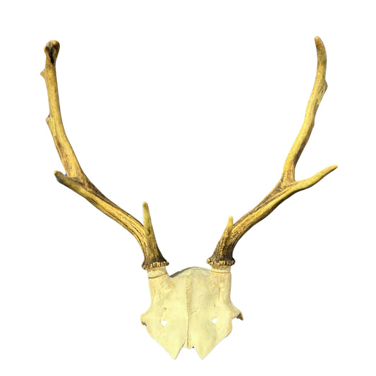Real Fallow Deer Skull - European Mount REAL Fallow Buck Skull 18HX18WX13D inch
