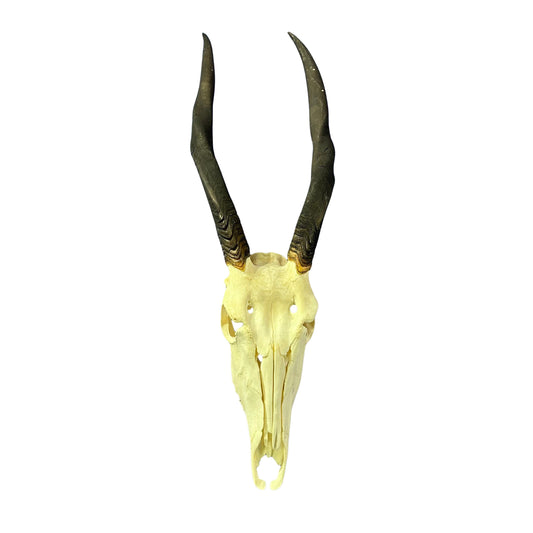 Female Eland Skull - Real Antelope Skull - Approximate Size: 45LX12WX8”D Real Wall Art Skull for Man Cave Genuine Taxidermy Mount