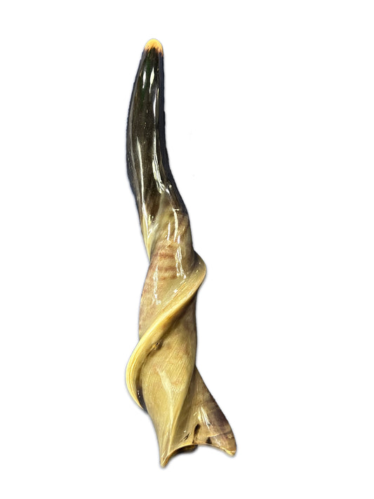 Shofar en corne d'élan, Shofar en corne d'élan entièrement poli, Shofar en corne d'antilope Les tailles varient - le plus joli peut mesurer 23" de long (copie)