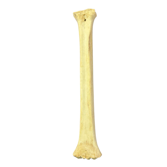 Real Giraffe Leg Bone About 28" long - Natural Giraffe Leg Bone