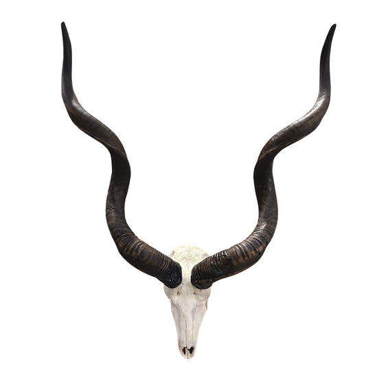 Real Kudu Skull - Real African Great Kudu Antelope Skull - Horns are 50/52" long