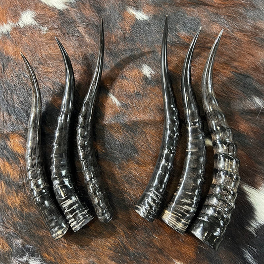 1 Polished Blesbok Horn, African Antelope Horn Size Approx. 14" straight