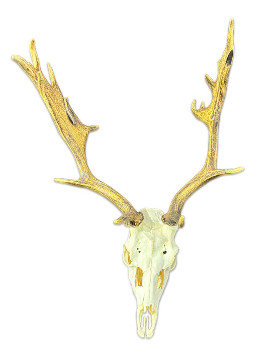 Deer Skull Real Fallow Deer Horns & Skull - REAL Fallow Skull Approximate Size: 32HX17DX20W inches