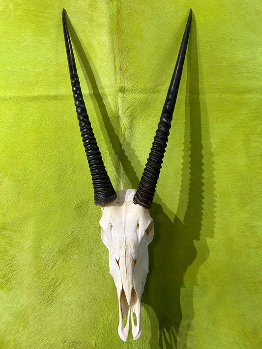 Grand crâne d'oryx - Corne d'antilope africaine + crâne de gemsbok (les cornes mesurent environ 32 et 34 pouces)
