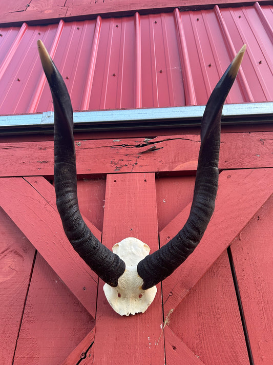Giant Nyala Skull African Antelope Horn + Skull (Horns are around 24 inches measured around the curls)