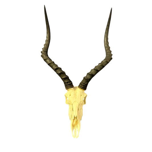 Real Impala Skull with Horns – Rustic Taxidermy Wall Decor - Size 27X15X7"
