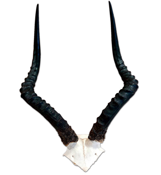 Impala Skull Cap - Real African Skull