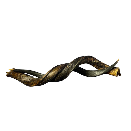 Kudu Horn Set 34" around curls - oiled kudu horns, 2 Real Kudu Horns size M