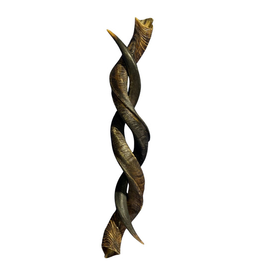 Kudu Horn Set 43" around curls - oiled kudu horns, 2 Real Kudu Horns size XL
