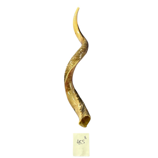 Kudu Yemenite Shofar XXL (45.5" around curls) Genuine Antelope Horn Judaica Trumpet Kosher-made Kudu antelope horn shofar Receive EXACT one!