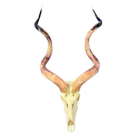 Kudu Skull - Real Greater Kudu Antelope Skull HUGE SIZE- | Approximate Size: 52X28X11”/ 54" horns