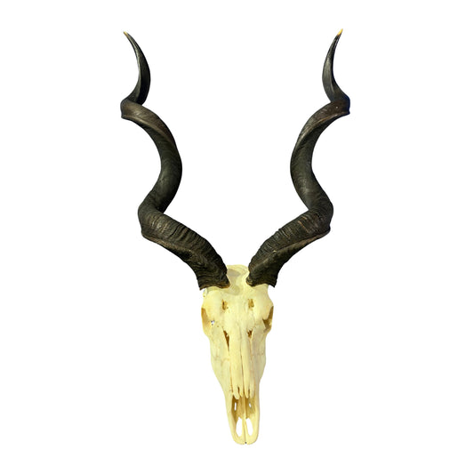Kudu Skull - Real Greater Kudu Antelope Skull with metal bracket | Approximate Size: 44X27X20”/ 47 and 48" horns
