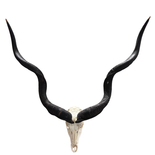 Kudu Skull - Real Greater Kudu Antelope Skull with metal bracket Wall Art African Decor Antler Horn | Approximate Size: 44X39X24”/ 49" horns